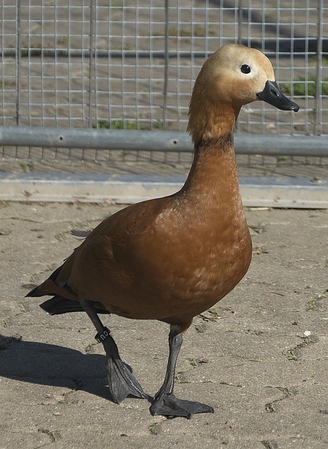 能够灵活应